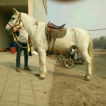 阿拉伯马