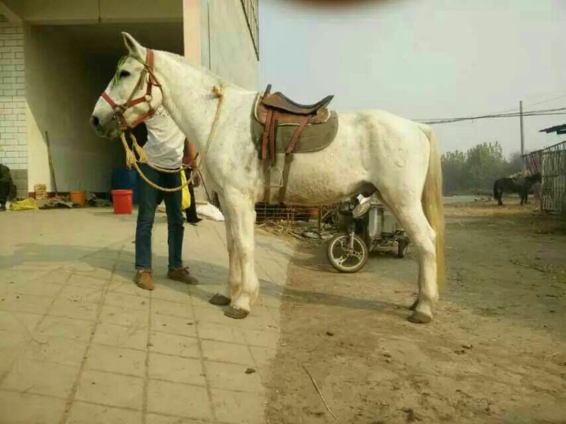 阿拉伯马