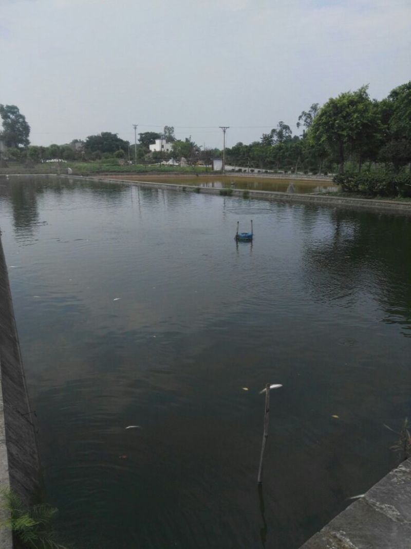 黄金鲫食用
