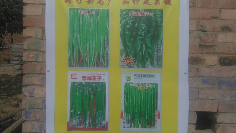 线椒