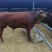 肉牛200斤以下