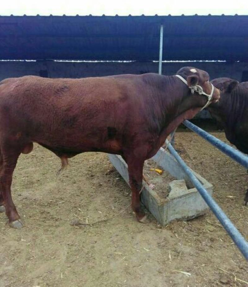 肉牛200斤以下