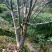 海棠4~6cm4~6cm4~6cm