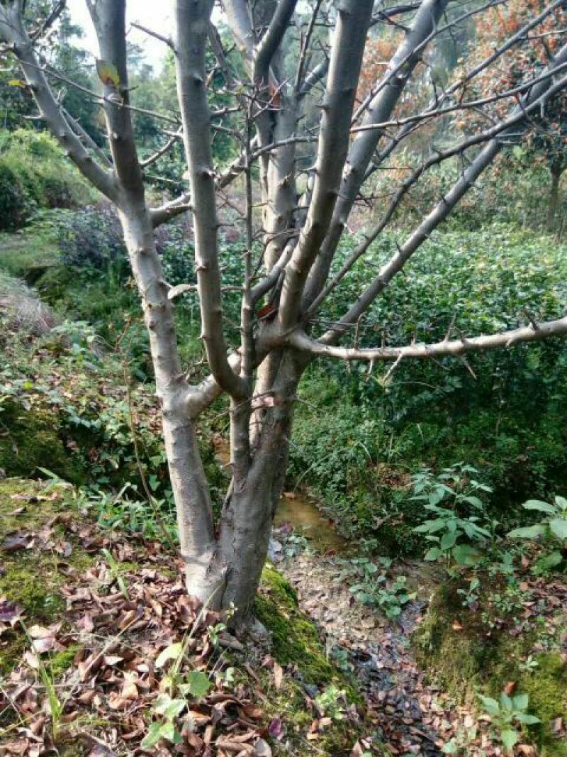 海棠4~6cm4~6cm4~6cm