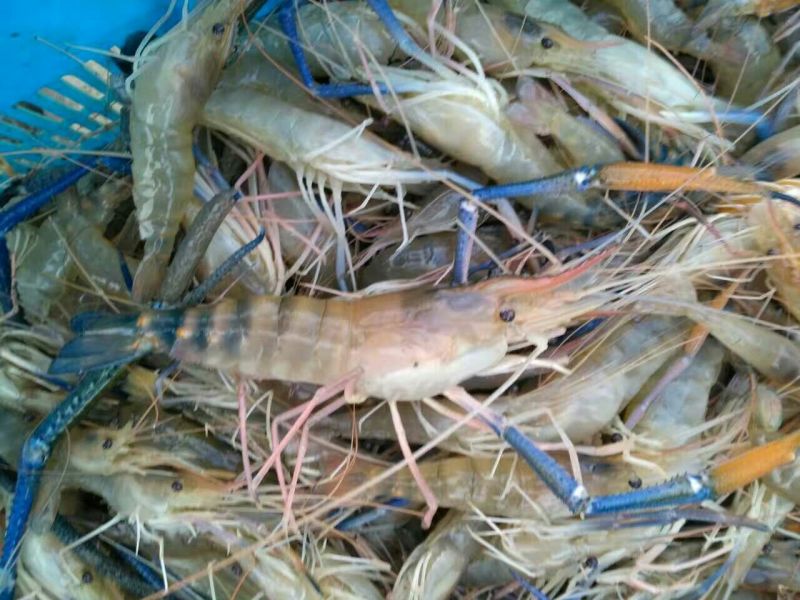 沼虾