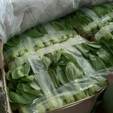 我处小油菜量大从优，需要的联系我