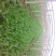 大叶菠菜20~25厘米