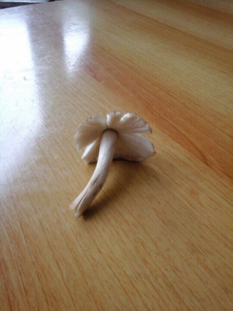 野生菌斗鸡公