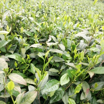 富硒茶二级