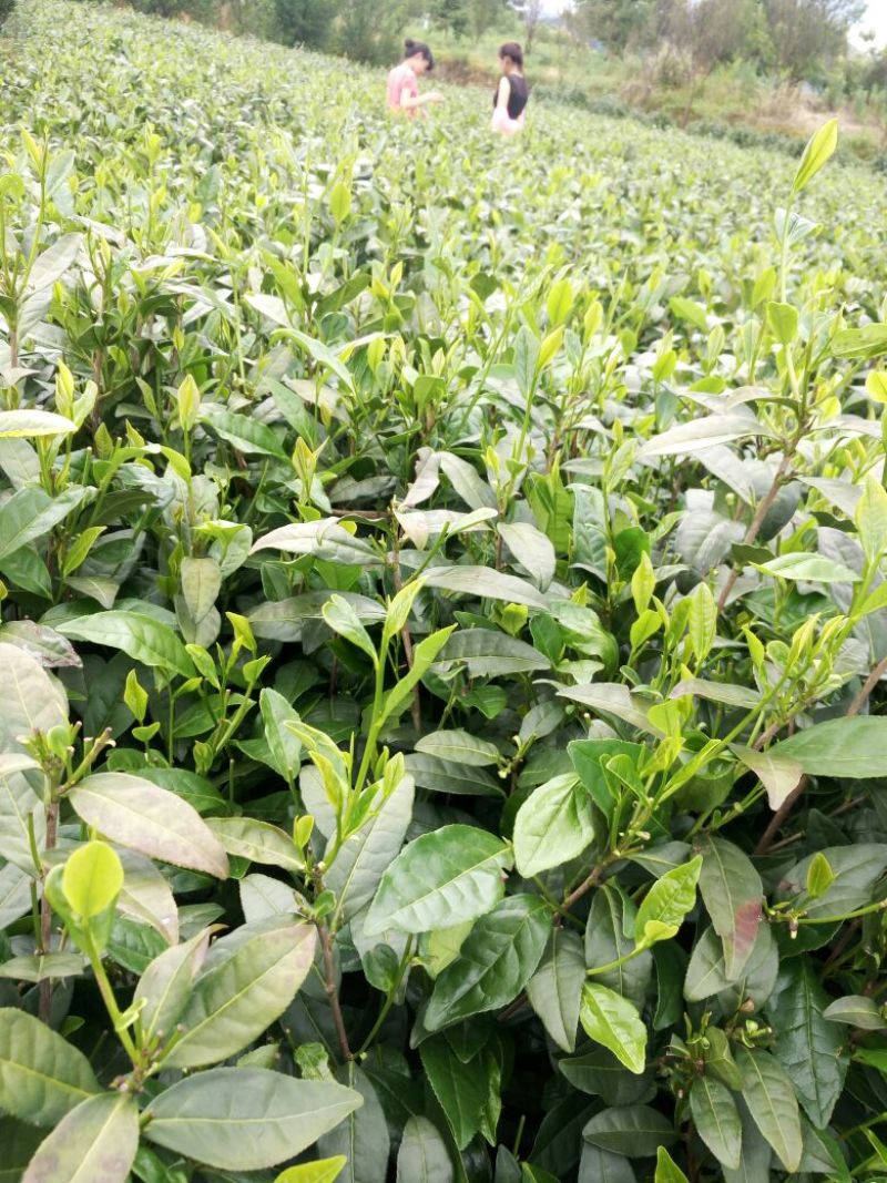富硒茶二级