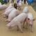 新美糸长大二元后备母猪50~100kg