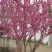 紫荆4~6cm4~6cm2.5~3米