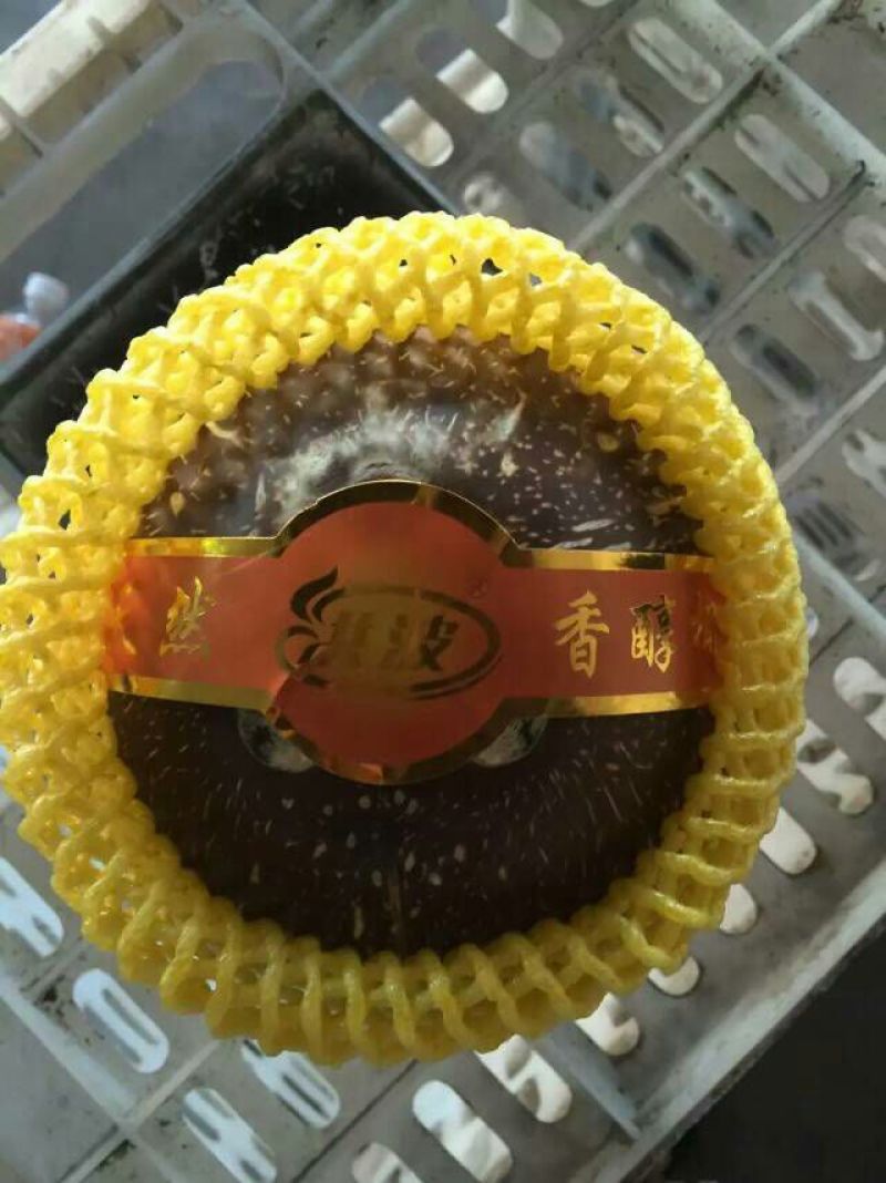 高种椰子