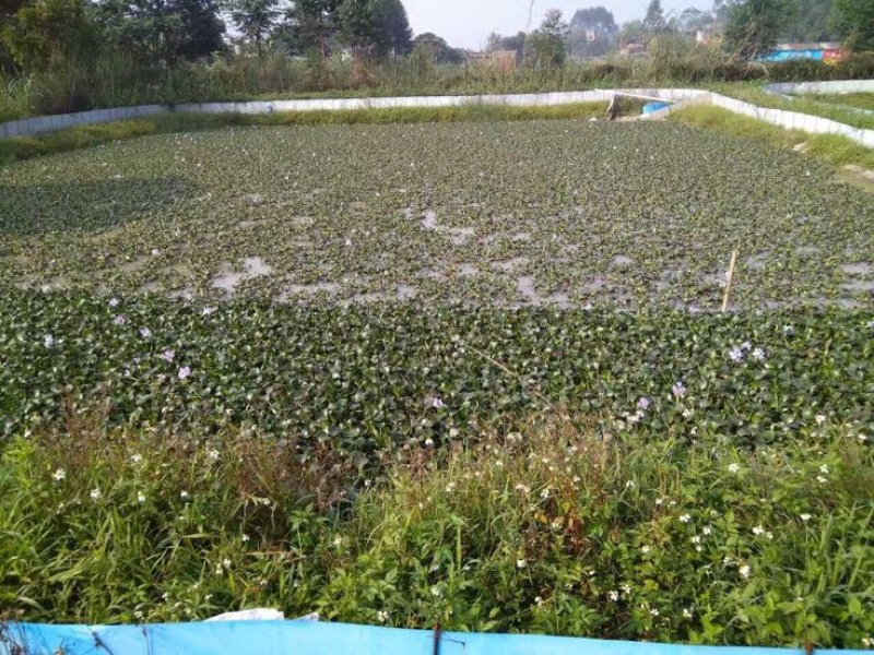 黄沙鳖