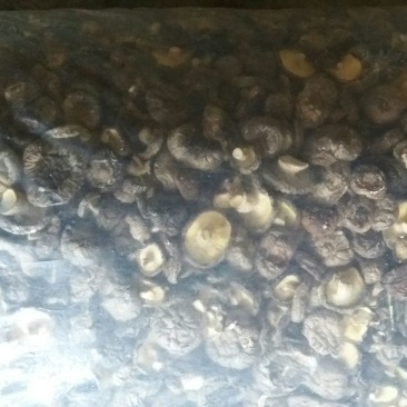 光面菇3~4cm