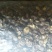 光面菇3~4cm