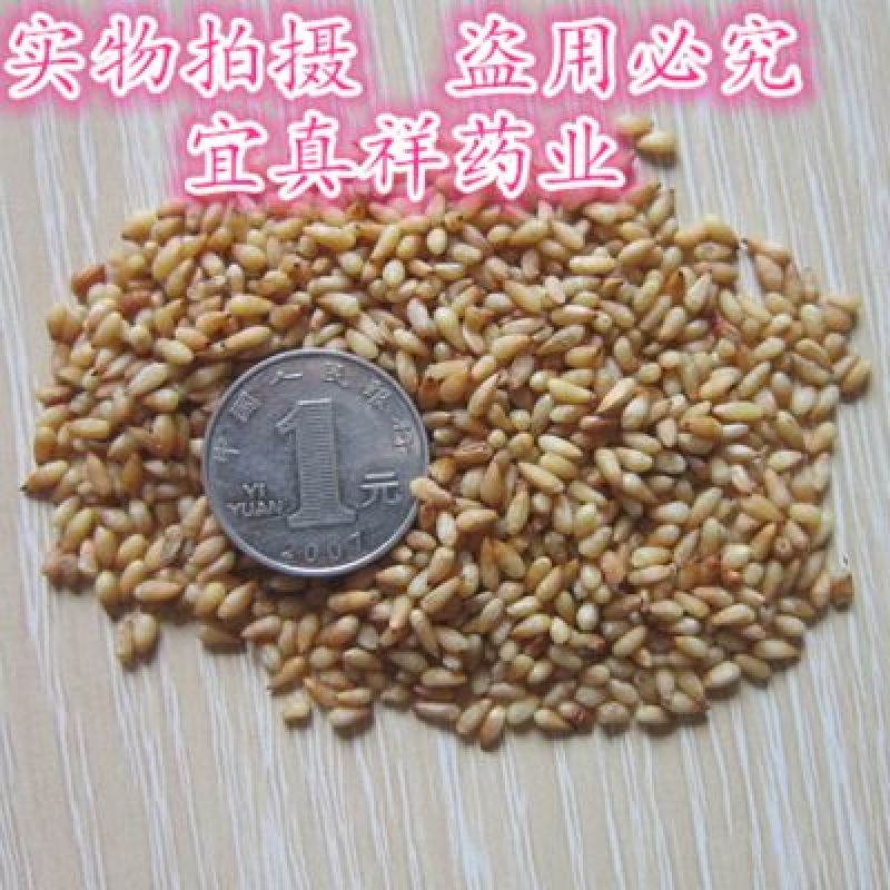 柏子仁