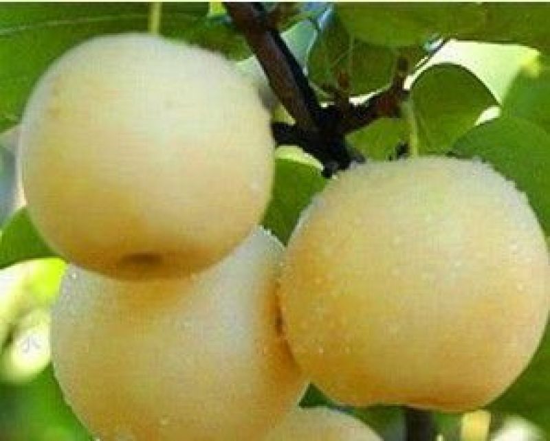 皇冠梨250~300g纸箱