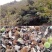 锥栗板栗