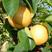 翠冠树苗，鲁花苏脆1号梨树苗早熟新品种。基地直销保证品种