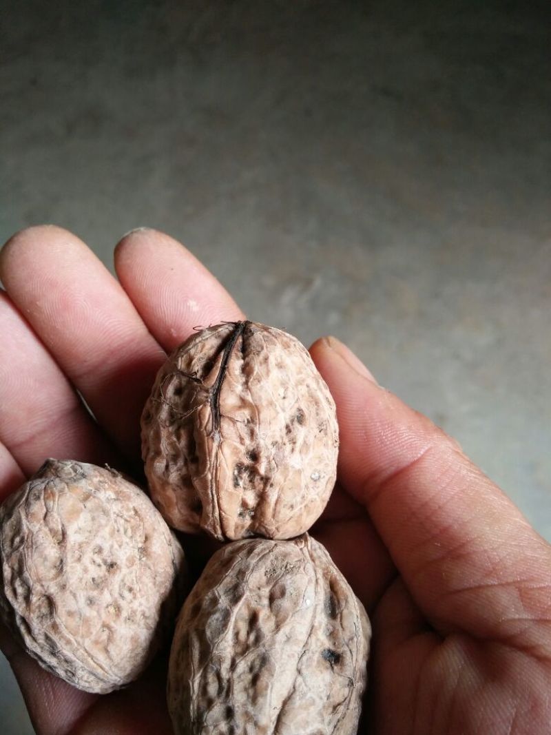 绵核桃去皮干