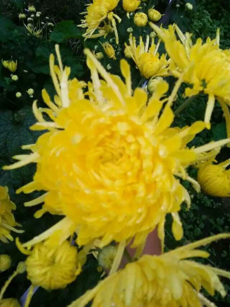 菊花茶