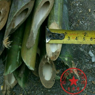竹子4~5m