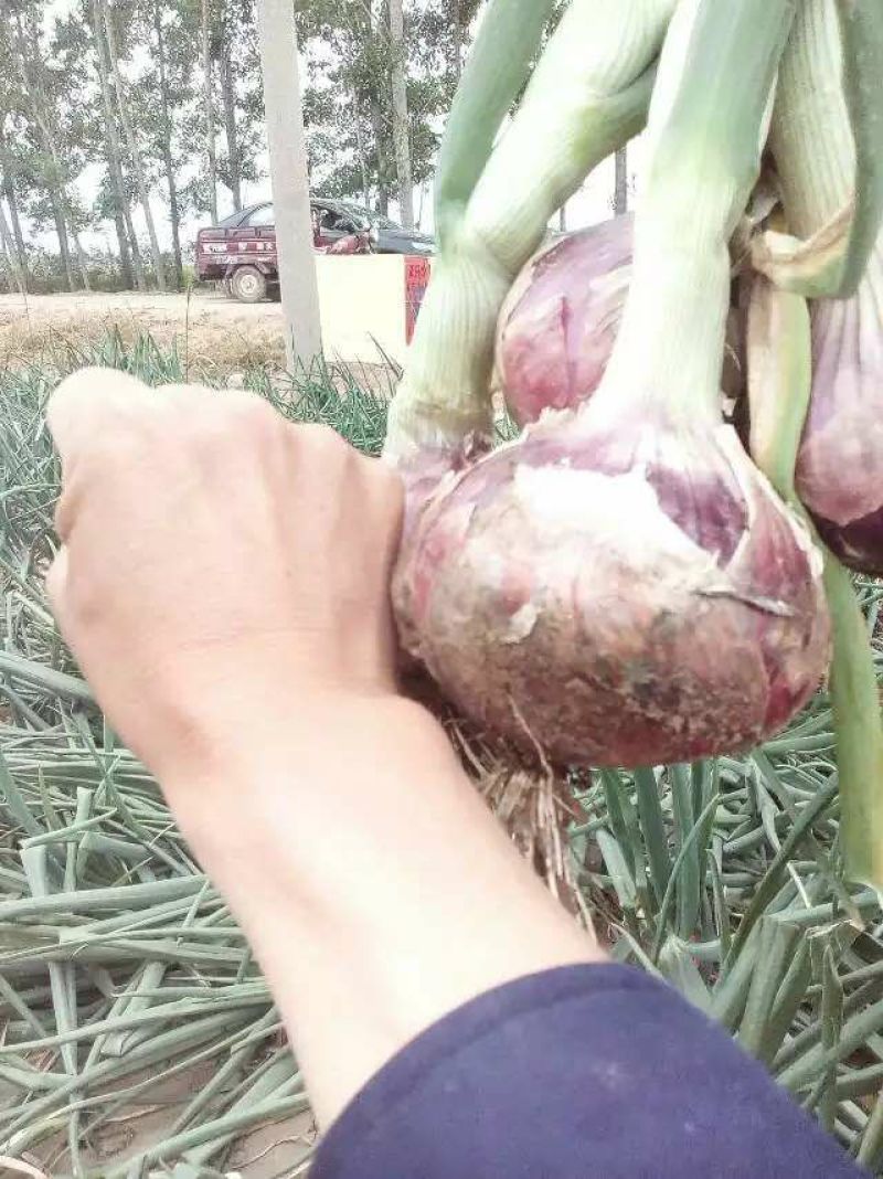 红皮洋葱4~8厘米