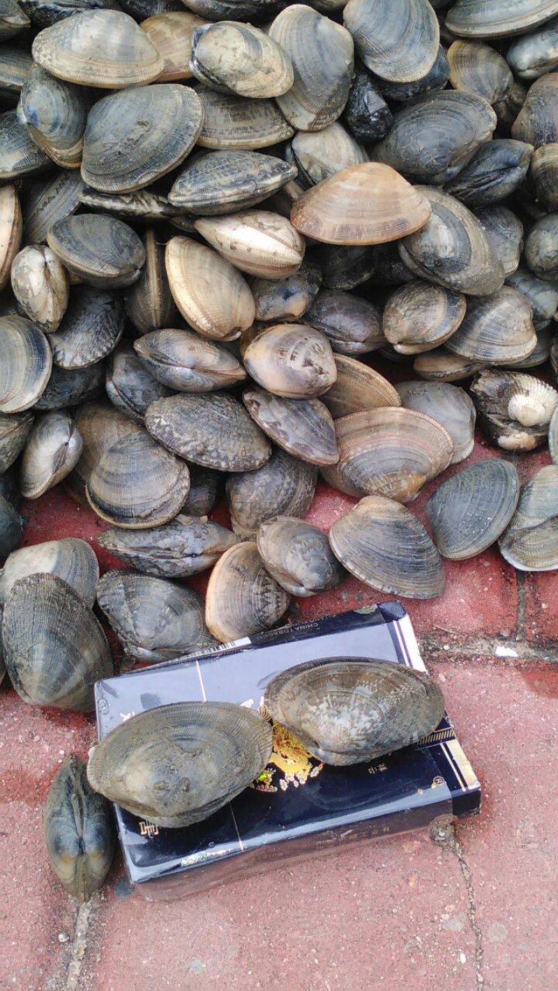 花蛤杂色蛤食用鲜活