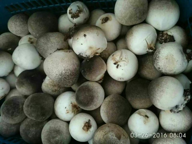 鲜草菇88%特级