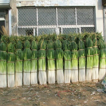 章丘大葱