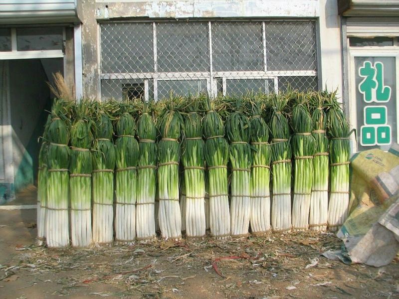 章丘大葱