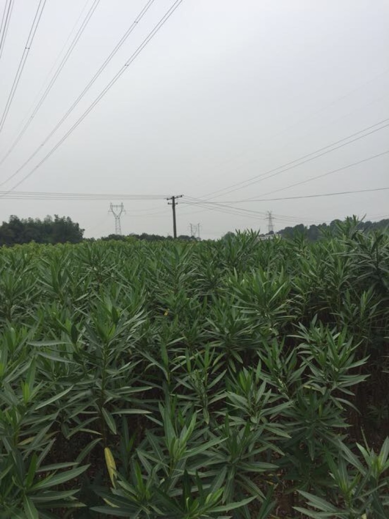 红色夹竹桃