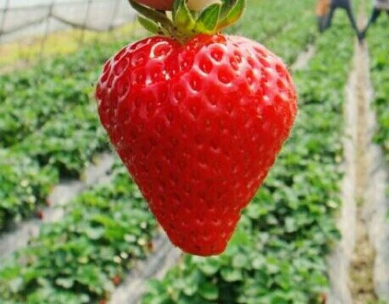 草莓苗
