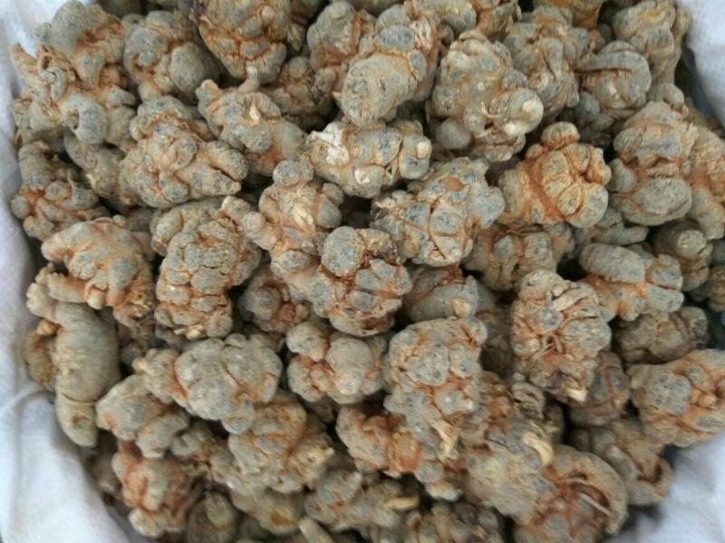 当季新货三七各种规格一手货源各种药材
