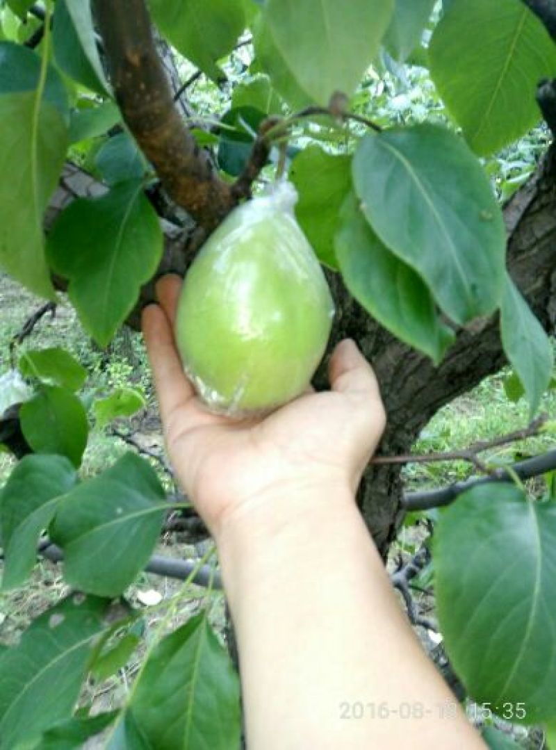鸭梨250~300g纸加膜