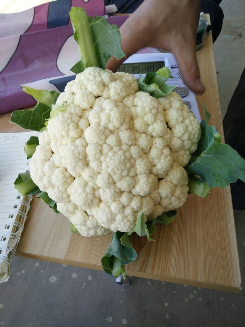 河北产地直销雪玉菜花2斤紧密乳白一条龙服务