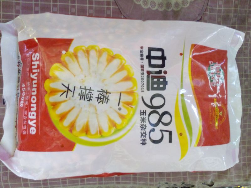 玉米种子
