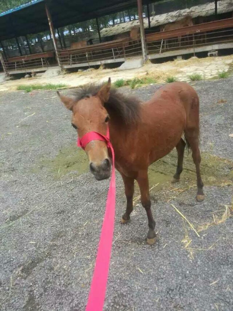 矮马