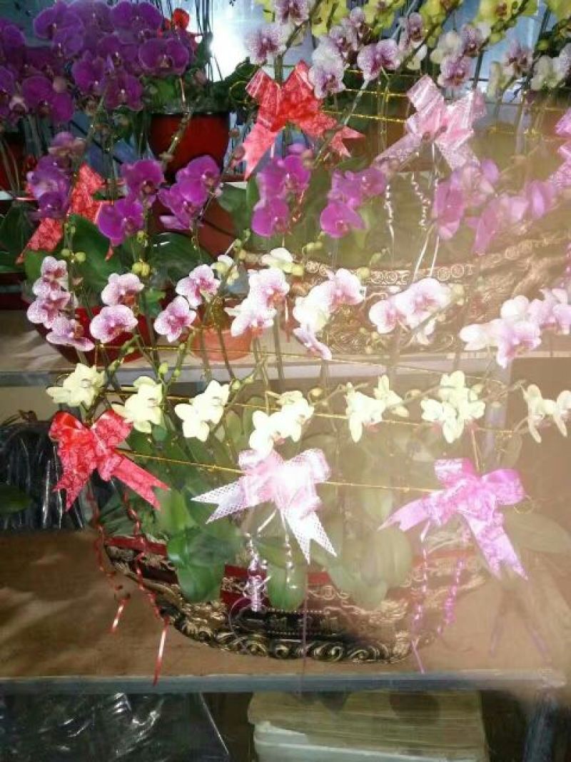 蝴蝶兰盆花带盆栽好