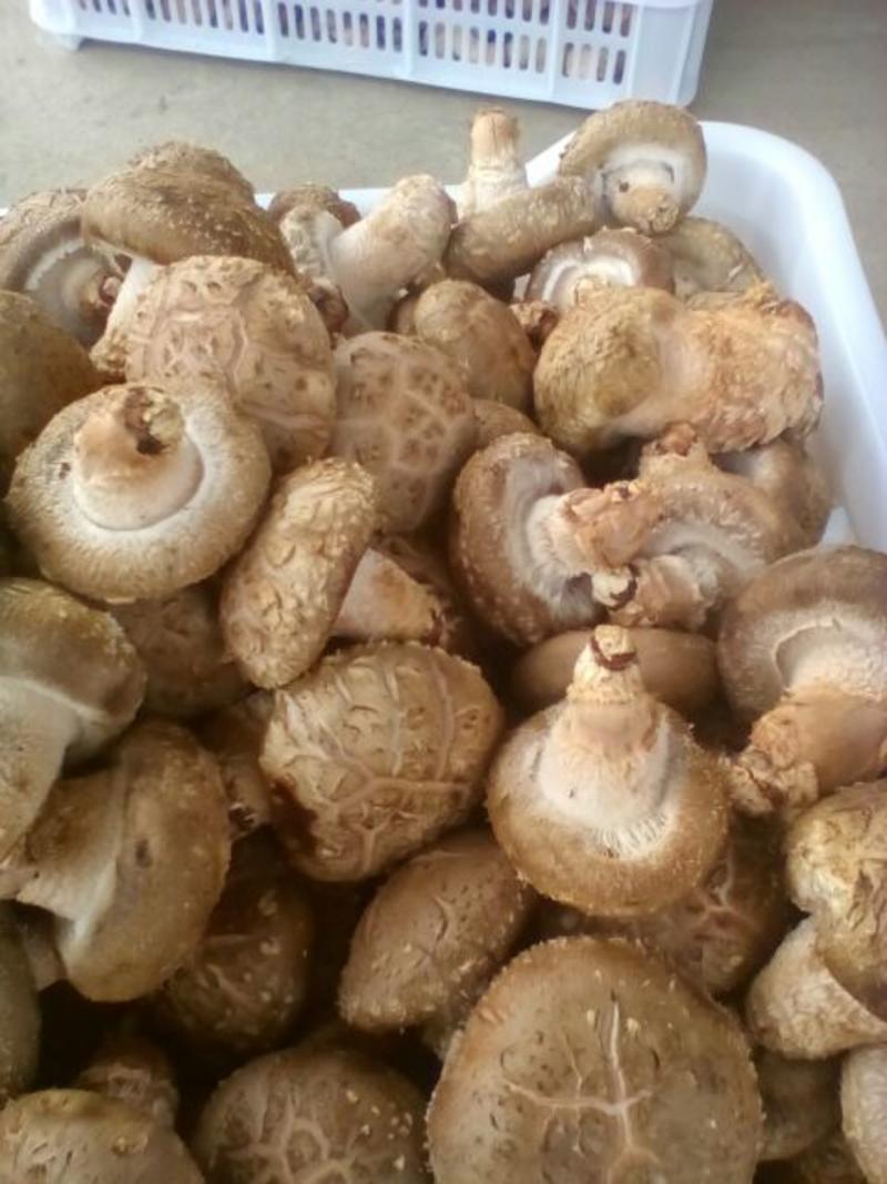 西峡香菇鲜香菇大菇中菇，原产地一手货源