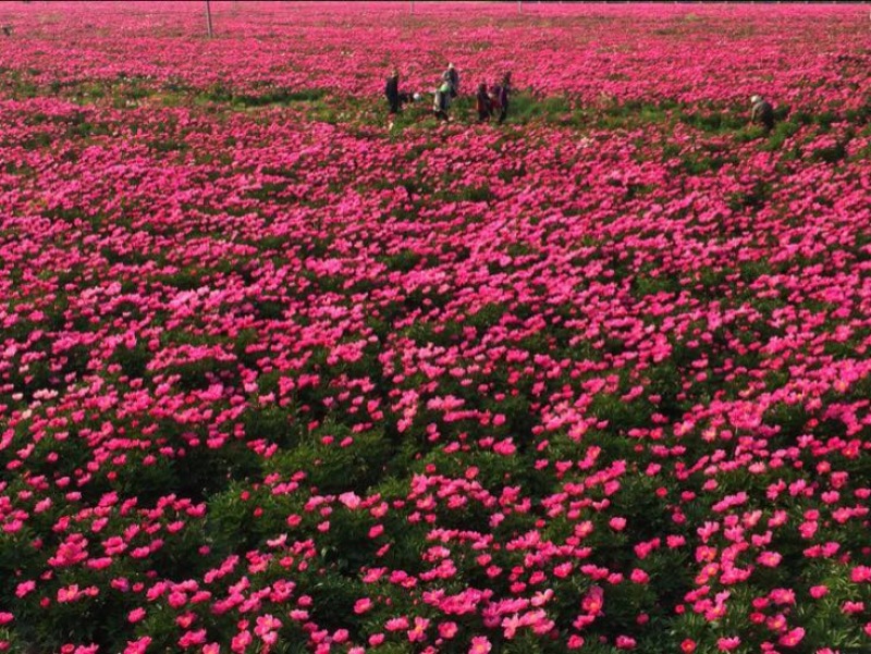 美丽芍药苗多花芍药苗
