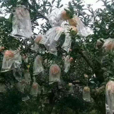 临潼石榴6两~8两