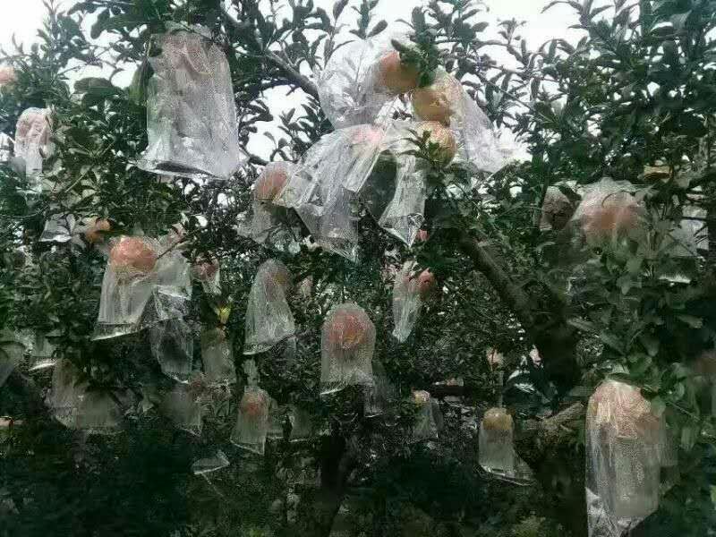 临潼石榴6两~8两