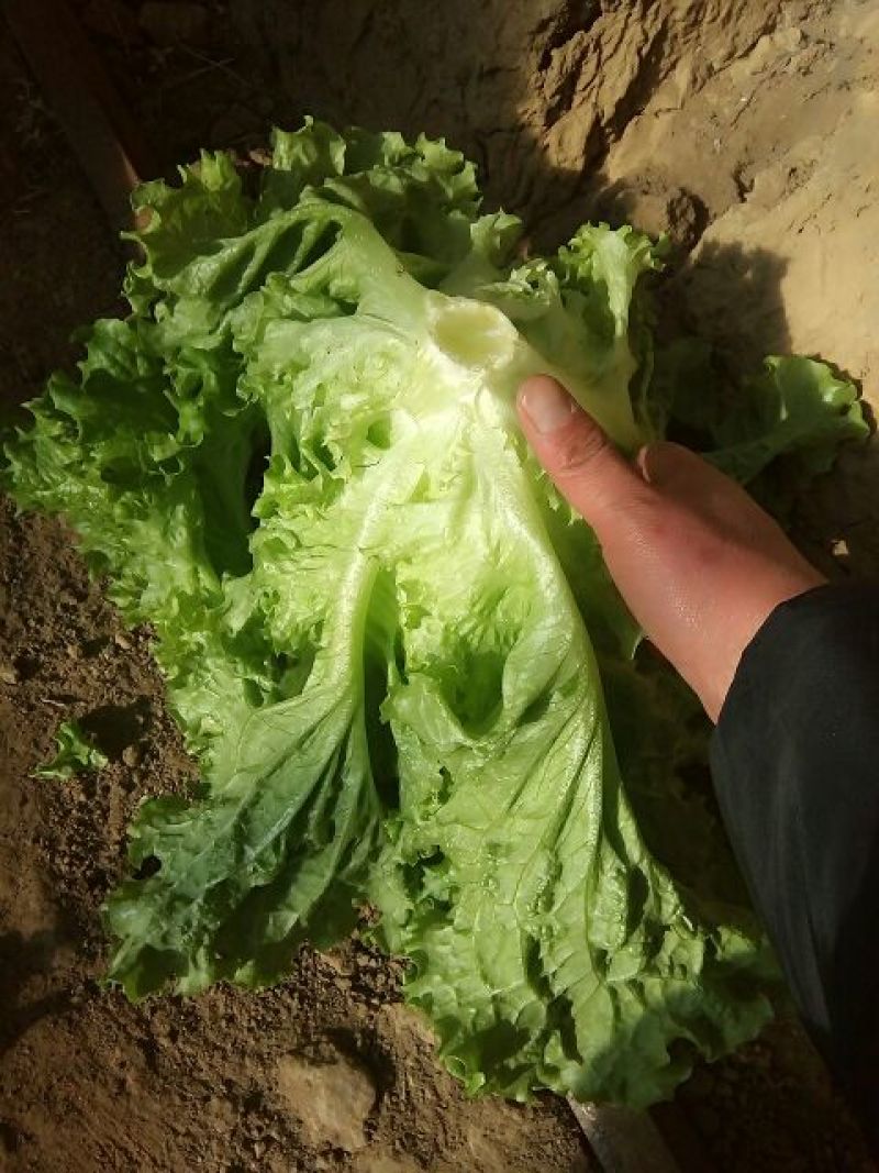 红油麦菜35~40厘米以上