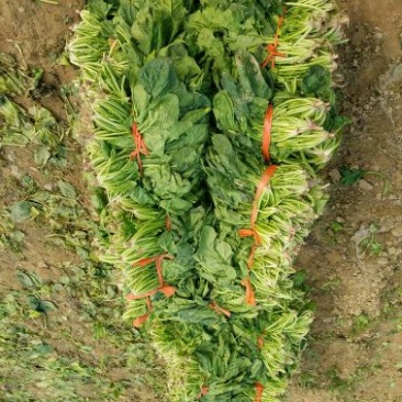 大叶菠菜15~20厘米