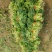 大叶菠菜15~20厘米
