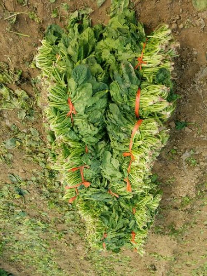 大叶菠菜15~20厘米