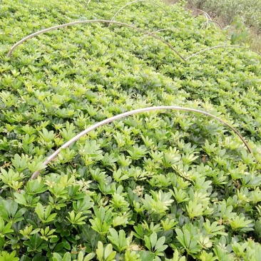 鹅掌柴3.5~4m20cm以上