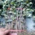 花椒苗1~2年
